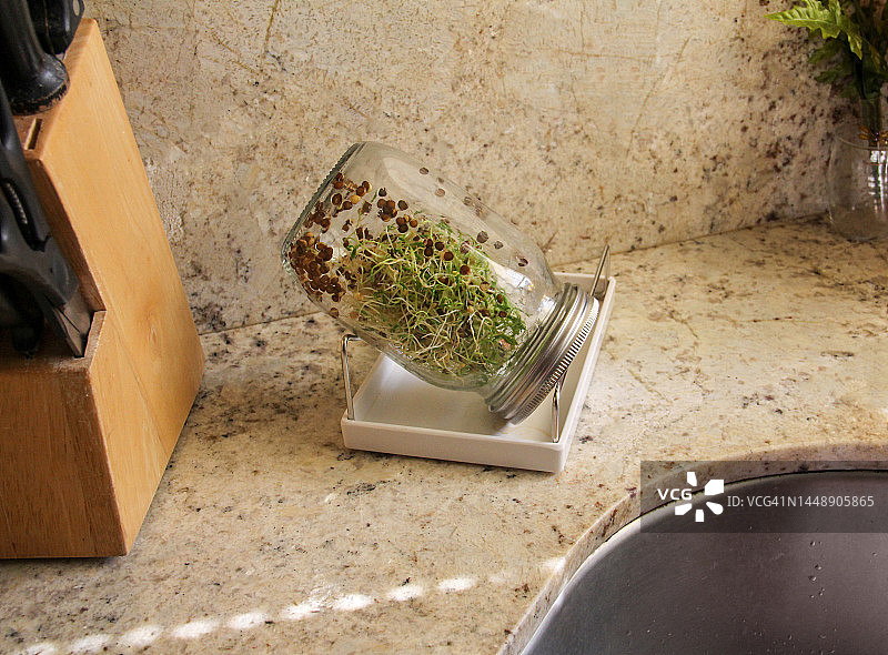 厨房水槽附近罐子里生长的苜蓿芽图片素材