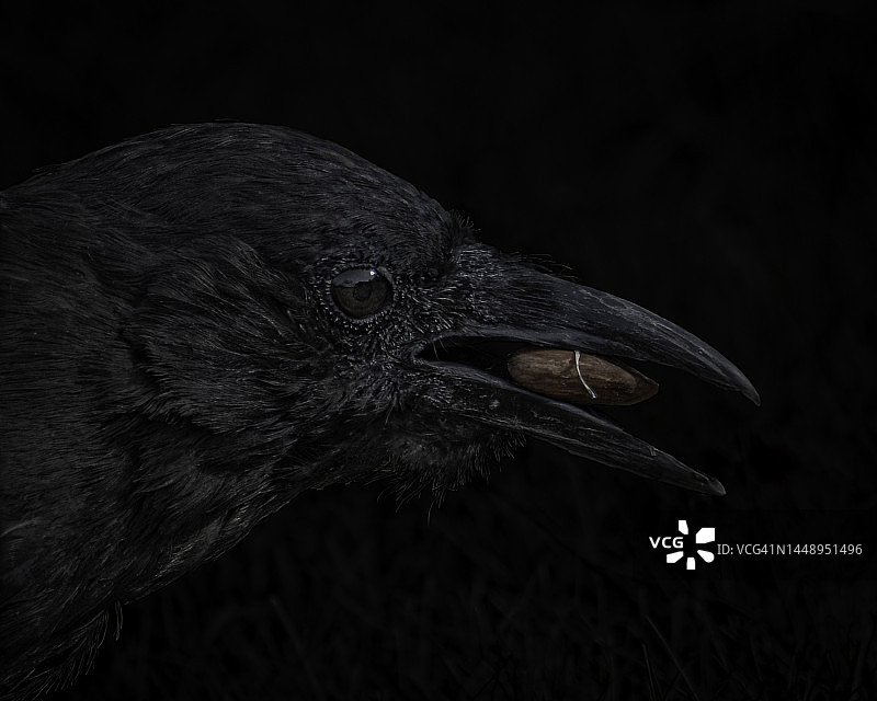 美洲乌鸦的低调轮廓照特写图片素材