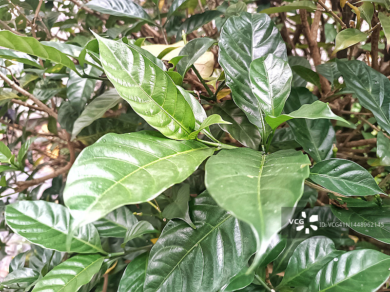 茉莉花叶图片素材