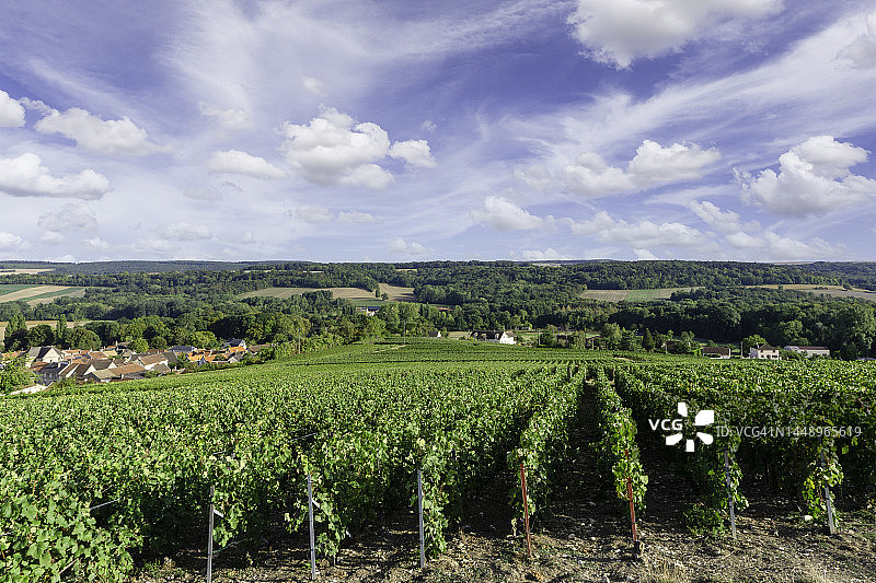 法国兰斯，香槟葡萄园中的葡萄藤图片素材