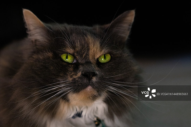 发着黄色和绿色光芒眼睛的猫图片素材