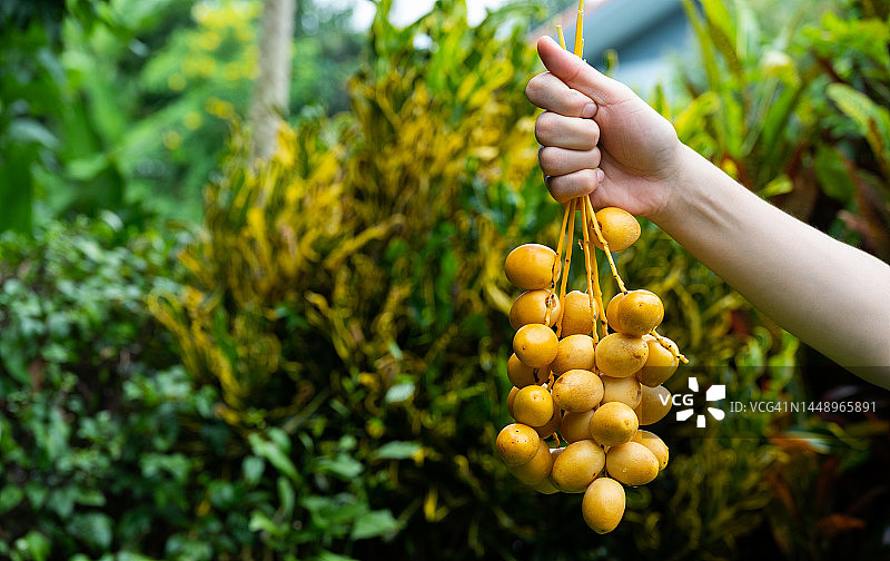 有人在收获后手持一束椰枣棕榈图片素材