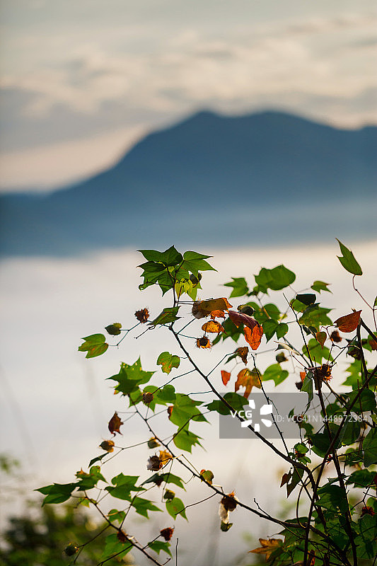 雾景背景和冬季山脉上的树叶图片素材