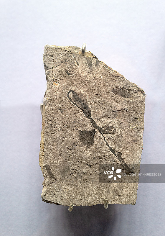 花朵化石图片素材