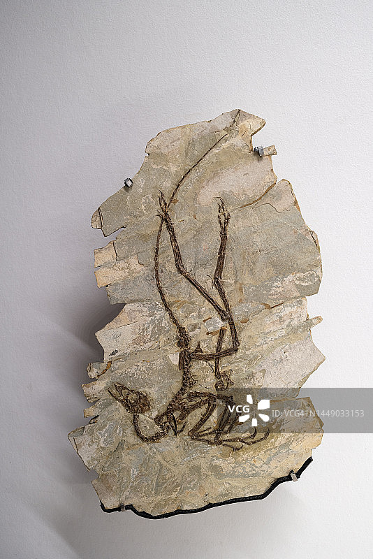 恐龙化石展览图片素材