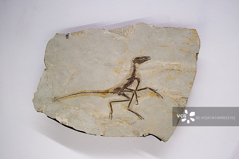 侏罗纪恐龙化石图片素材