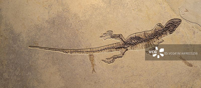 蜥蜴化石图片素材