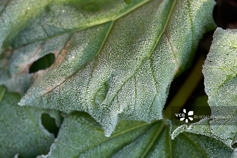 大黄叶与霜图片素材