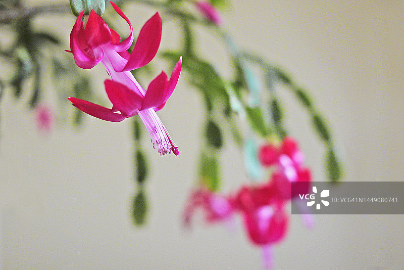 盛开的蟹爪兰特写图片素材