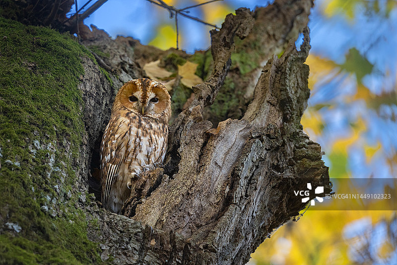美丽的红褐色猫头鹰图片素材
