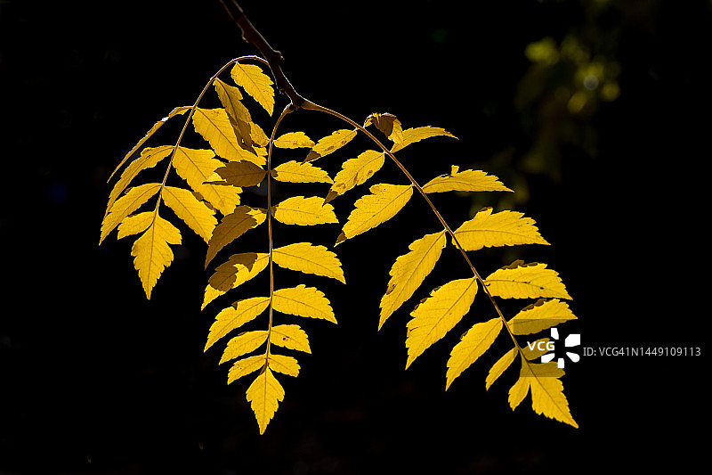 土耳其东安纳托利亚，埃尔津詹省的凯马利耶区图片素材