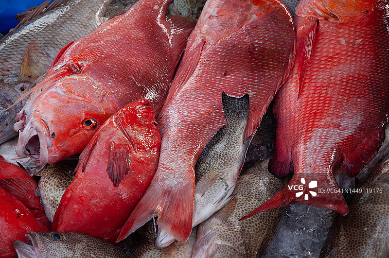 篮子里捕获的一堆红色鲷鱼图片素材