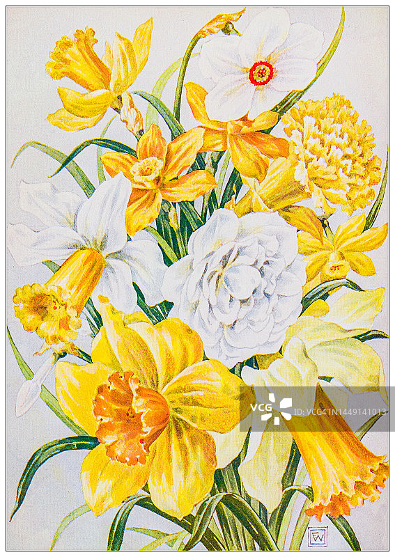 古董自然彩色图像：水仙花图片素材