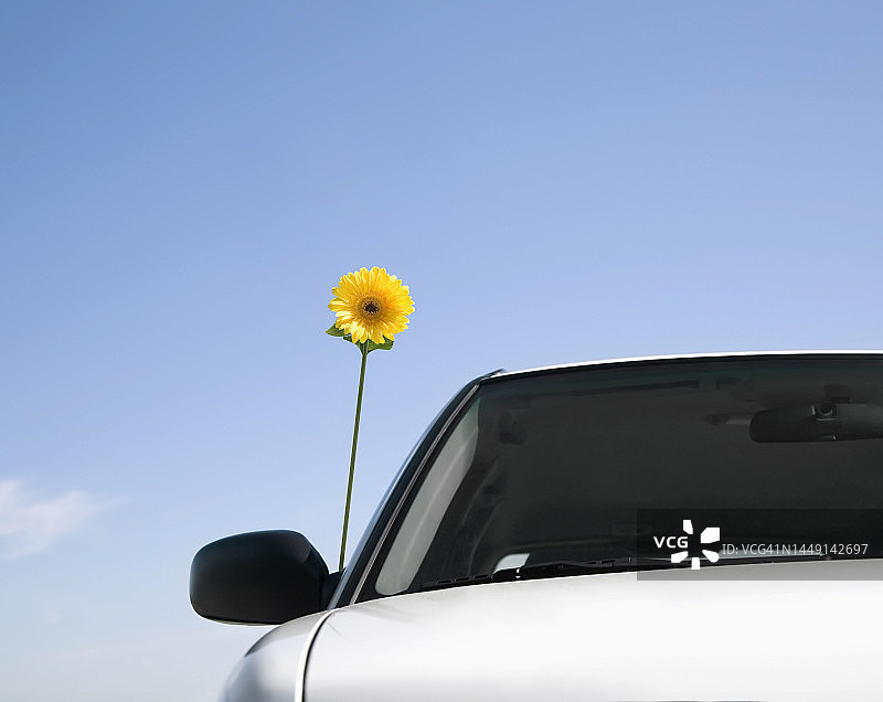 装饰在车上的花朵图片素材