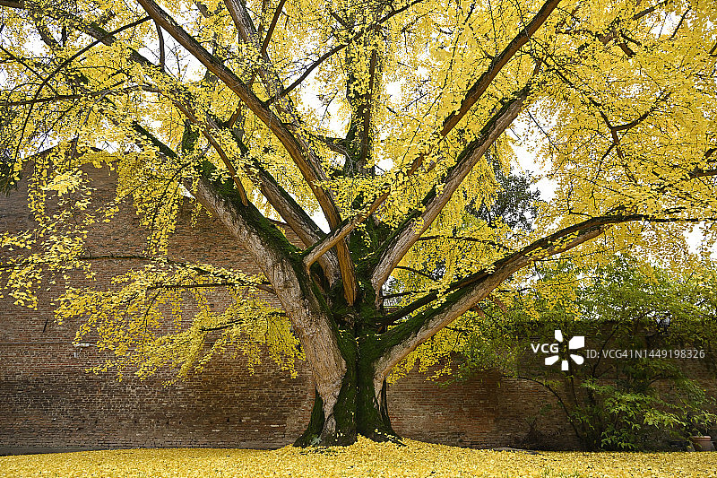 银杏树图片素材