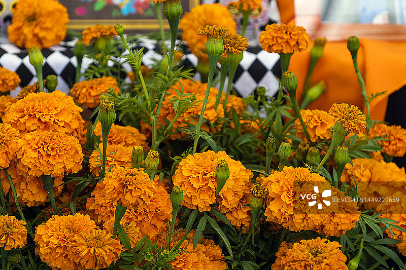 万寿菊图片素材