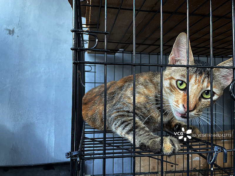 笼子里的猫图片素材