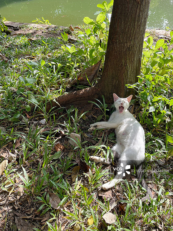 公园里打哈欠的猫图片素材