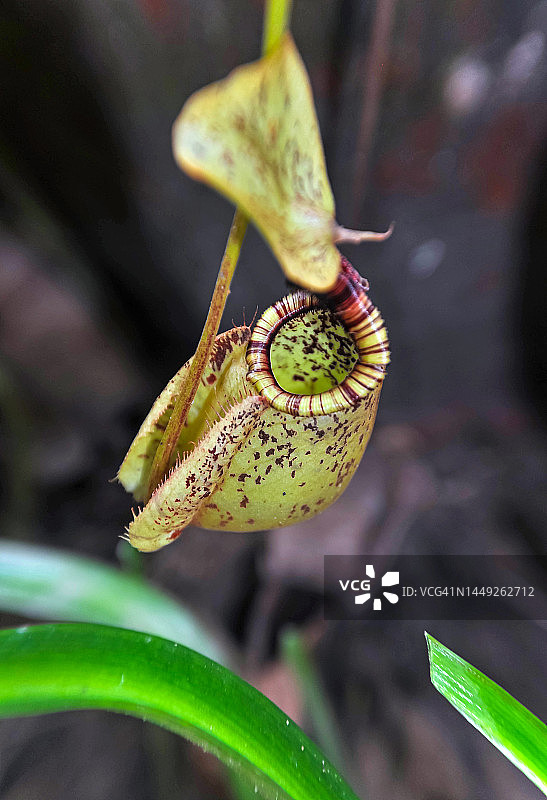 马来西亚沙巴哥打毛律猪笼草高角度景观图片素材
