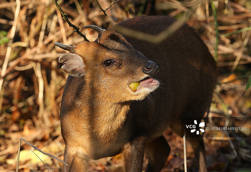 寒冷冬日林地里吃苹果的赤麂图片素材