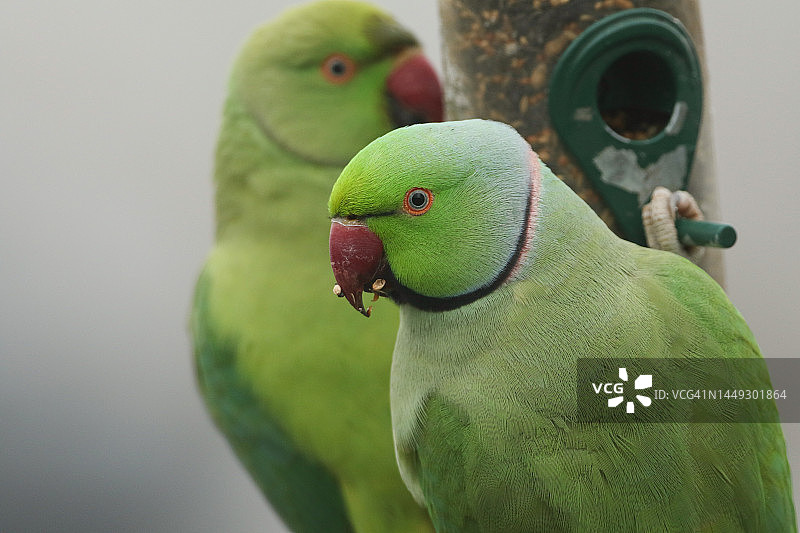 在英国，两只野生环颈鹦鹉从小鸟喂食器中觅食图片素材