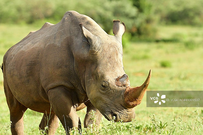 非洲野生动物摄影：白犀牛与大角图片素材