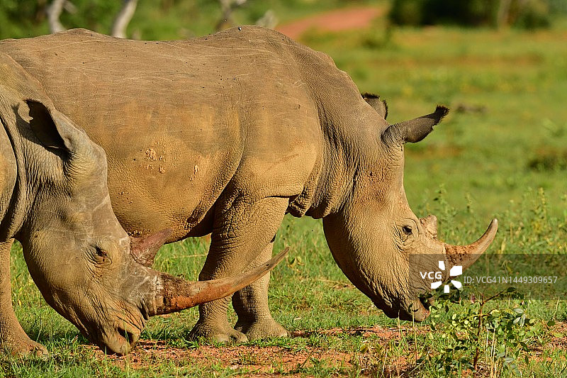 在非洲旅行拍摄的两只野生白犀牛图片素材