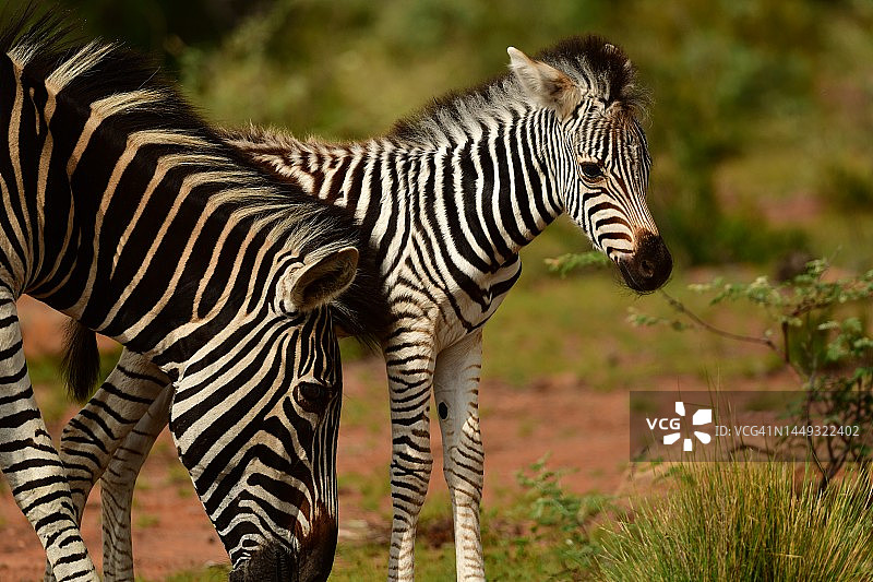 南非的野生小斑马和它的妈妈图片素材
