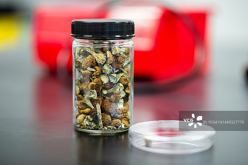 一罐干燥的裸盖菇图片素材