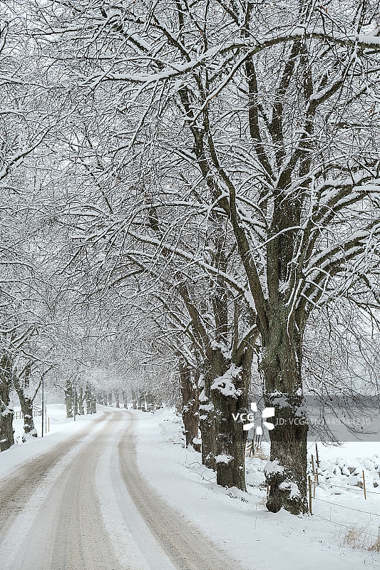 白雪覆盖的乡村道路和树木图片素材
