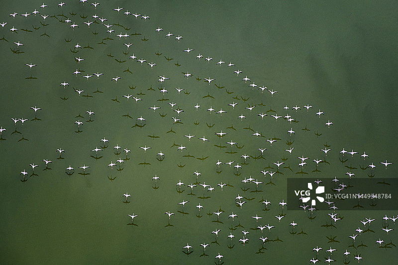 火烈鸟在绿色水面上飞行的壮观景象图片素材