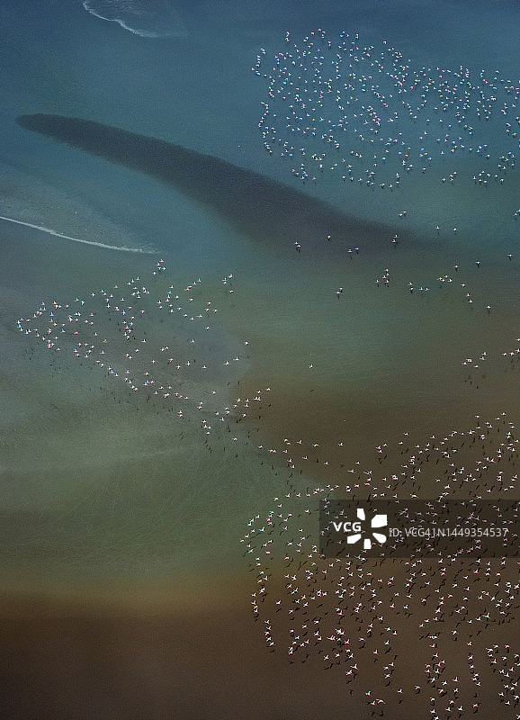 火烈鸟飞翔的艺术，背景是色彩缤纷的马加迪湖图片素材