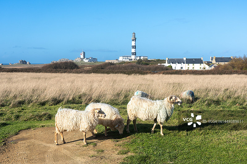 乌埃桑岛佩恩角绵羊图片素材
