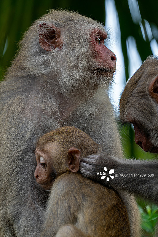 越南岘港热带天堂的野生豚尾猕猴母子图片素材