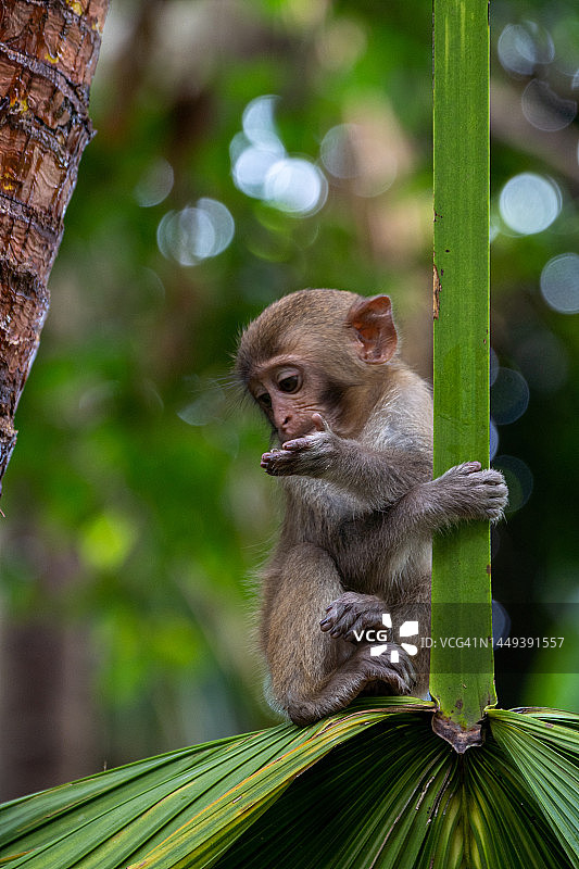 东南亚越南岘港热带天堂中的野生小豚尾猕猴图片素材
