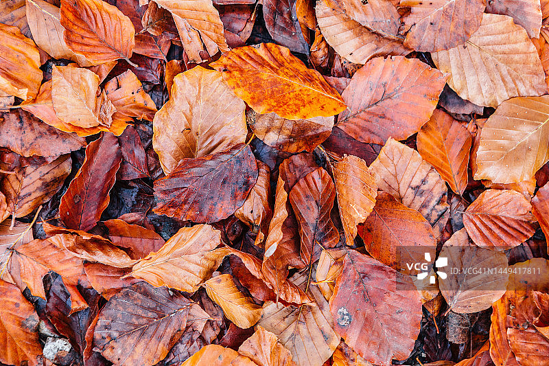 阳光下的橘色和棕色秋叶图片素材