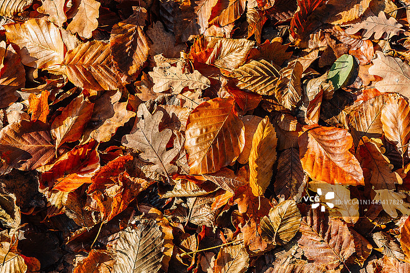 阳光下的橘色和棕色秋叶图片素材