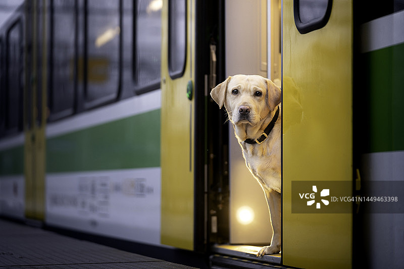 火车上的狗狗肖像图片素材
