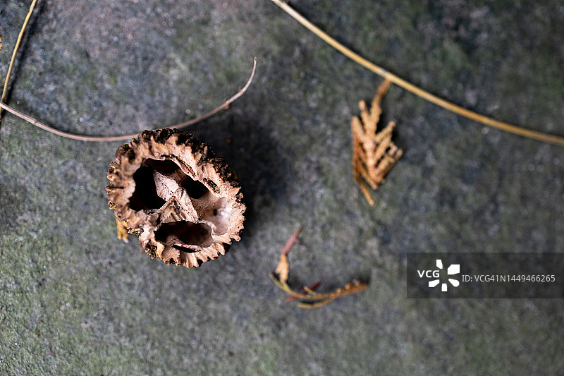 秋季开裂的黑胡桃图片素材