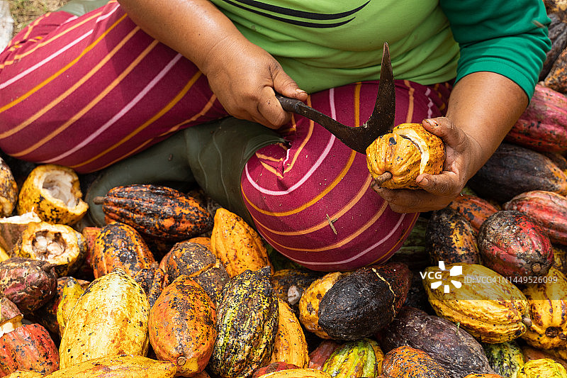 可可豆图片素材