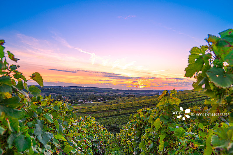 法国山地农场的葡萄园和葡萄图片素材