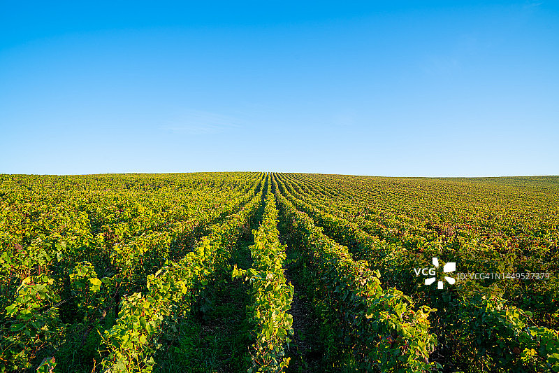 法国山地农场的葡萄园和葡萄图片素材