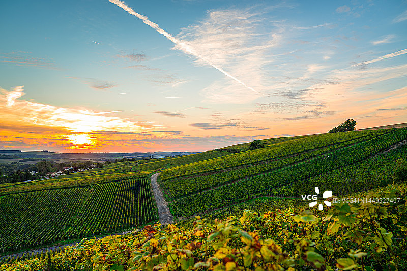 法国山地农场的葡萄园和葡萄图片素材