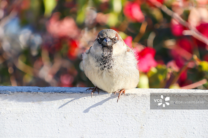 港口麻雀图片素材