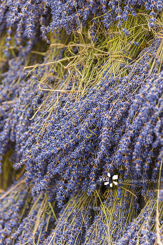 瓦朗索勒薰衣草田图片素材