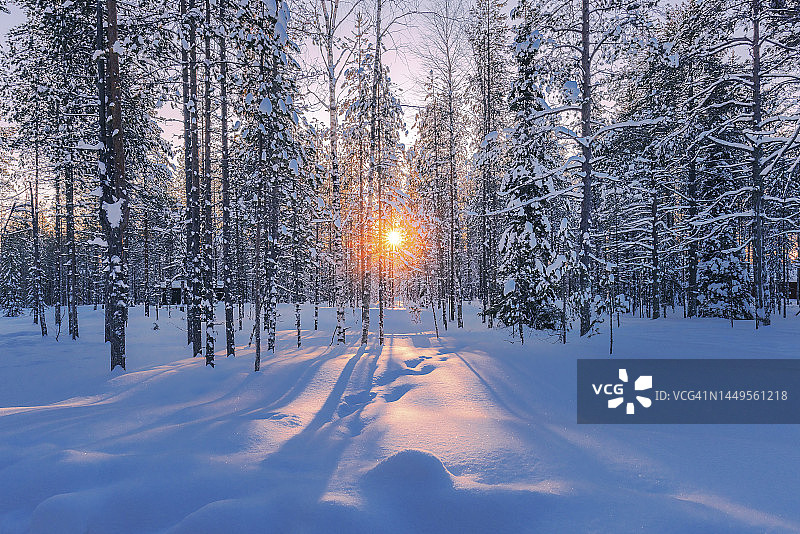 芬兰冬季森林图片素材