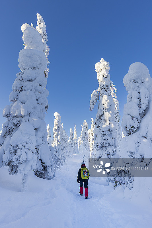 芬兰的Riisitunturi森林图片素材