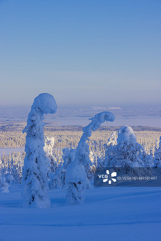 芬兰的Riisitunturi森林图片素材