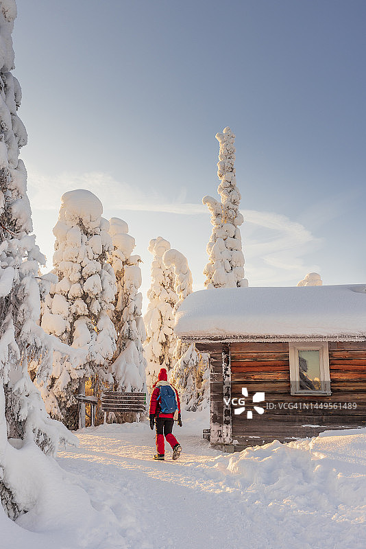 芬兰的Riisitunturi森林图片素材