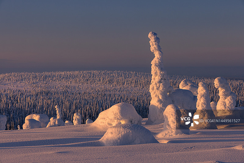 芬兰的Riisitunturi森林图片素材